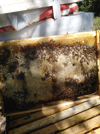 Pcelinji ram sa Stare planine