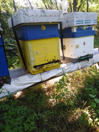 Med sa Stare planine kosnica